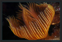 Protula tubularia, in an orange dress by Sven Tramaux 